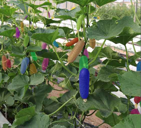 Plants with their fruits annotated.